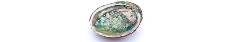 Shell Jewellery